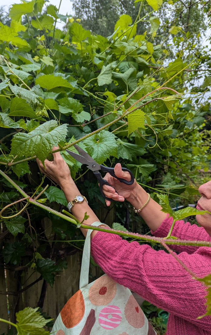 A woman cutting vine leaves from the vine